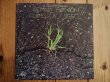 画像1: Kenny Rankin / Like A Seed (1)