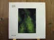 画像1: Daniel Hecht / Willow (1)