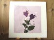 画像1: Daniel Lanois / Belladonna (1)