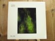 画像1: Daniel Hecht / Willow (1)