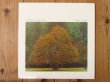 画像1: William Ackerman / It Takes A Year (1)