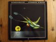 画像1: Hummingbird / Diamond Nights (1)