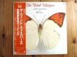 画像1: 松岡直也 & ウィシング / The Wind Whispers (1)